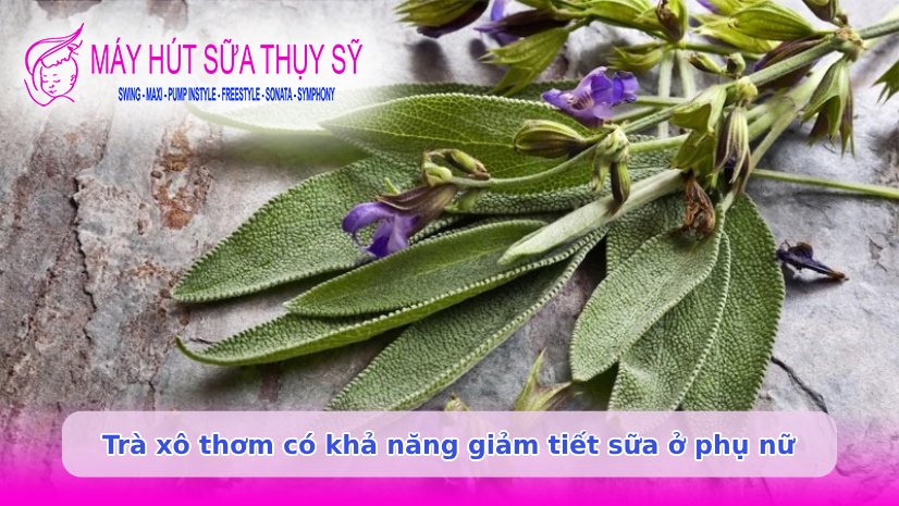 Ngưng hút sữa bao lâu thì mất sữa