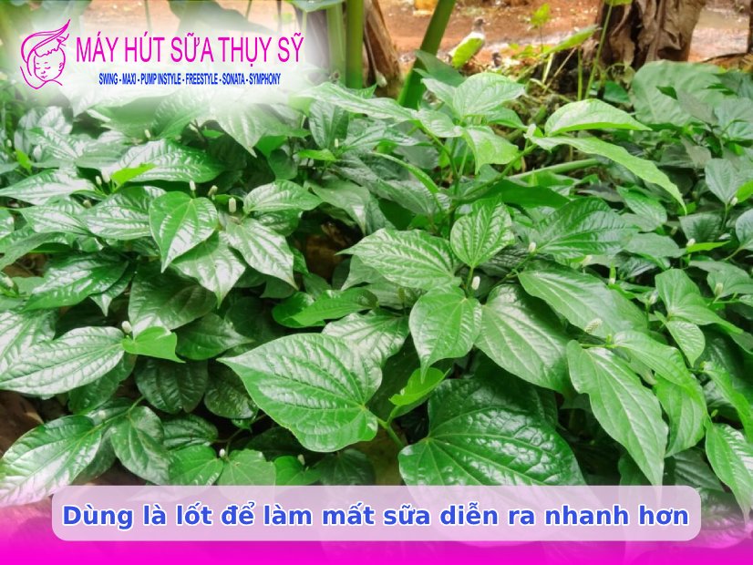 Ngưng hút sữa bao lâu thì mất sữa