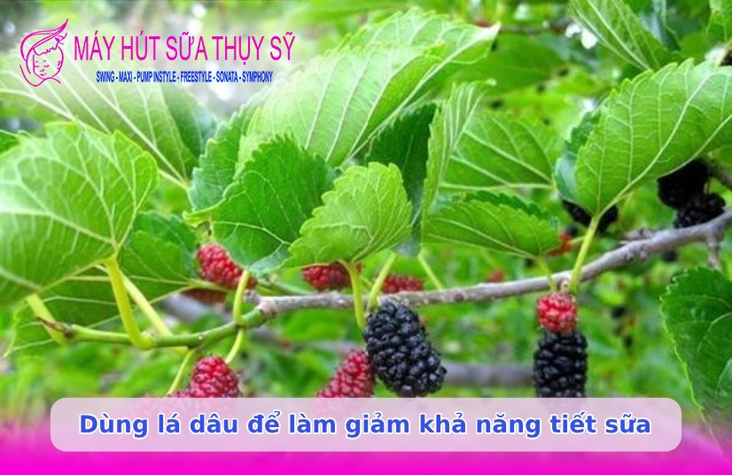 Ngưng hút sữa bao lâu thì mất sữa
