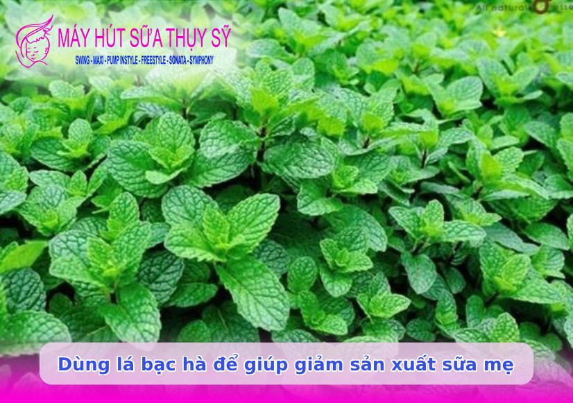 Ngưng hút sữa bao lâu thì mất sữa