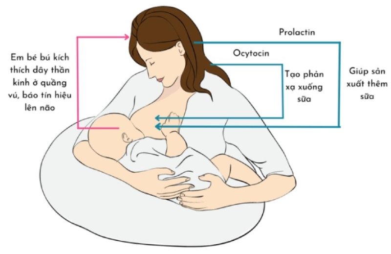 Phản xạ xuống sữa